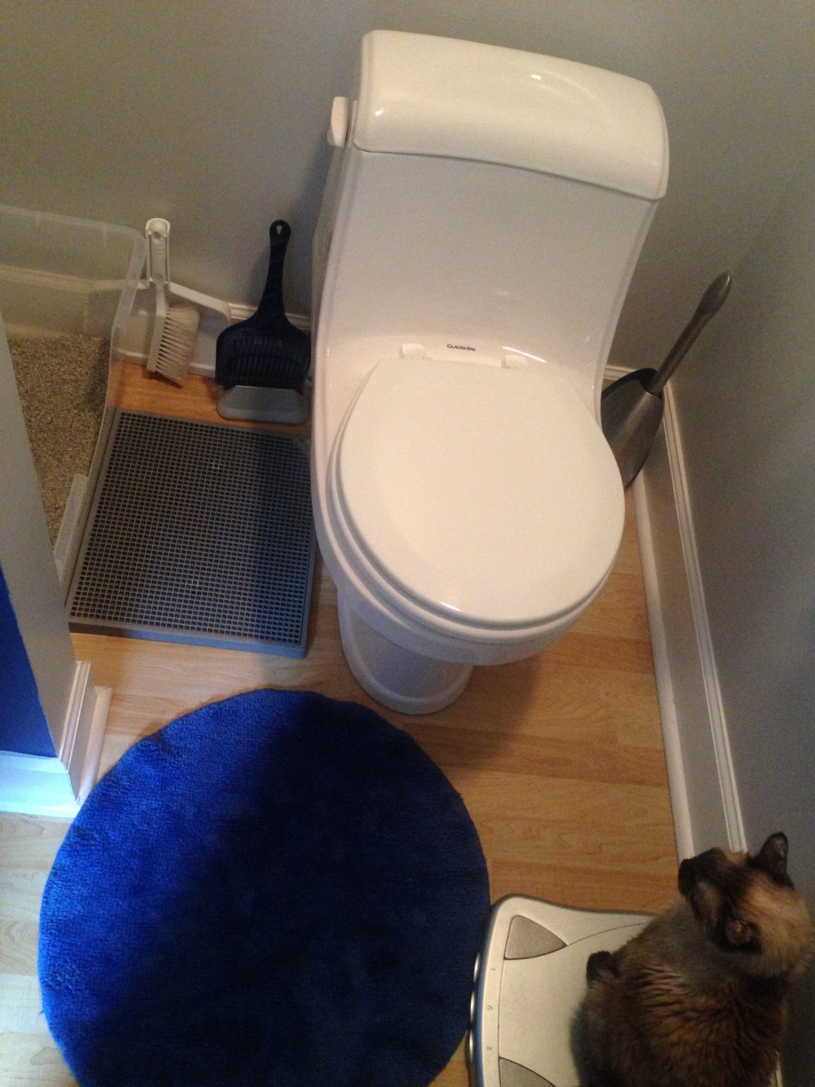 Katzenklos: Hol´ die Schaufel! Welche, wie viele und wo (Serie) - TEAM